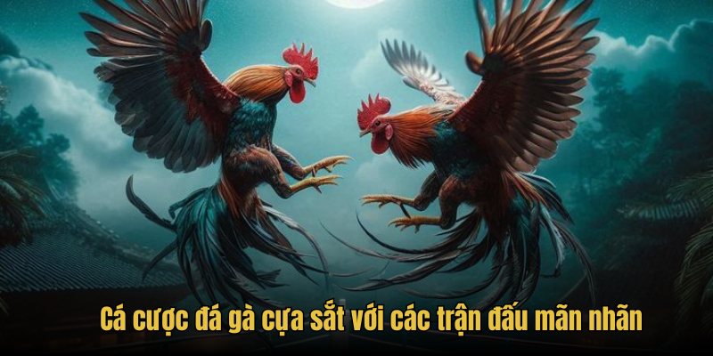 Cá cược đá gà cựa sắt với các trận đấu mãn nhãn